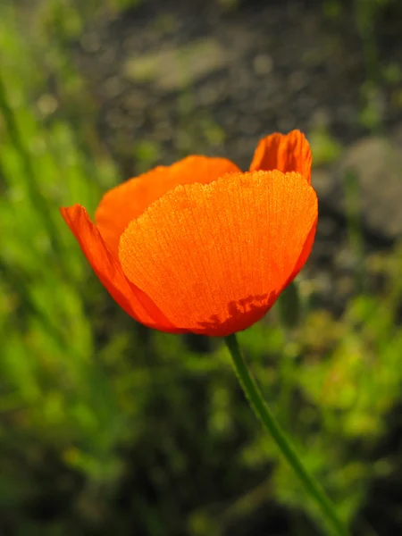 Poppy flower ,  springtime, Scarlet, blooming Closeup — Stock Photo, Image
