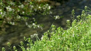 çiçek açması ağaç, yeşil çimen, dağ nehir (odak ön planda)