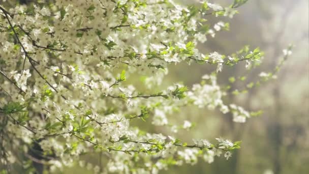 Árbol floreciente, primavera — Vídeo de stock