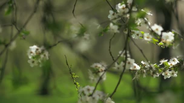 Árbol floreciente, primavera (cámara lenta ) — Vídeos de Stock