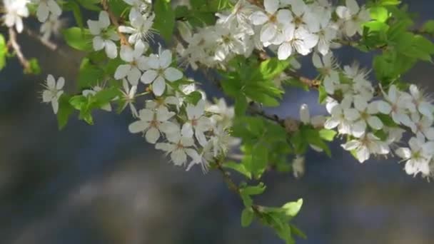 Albero in fiore, Primavera, Luce del sole, Fiume — Video Stock