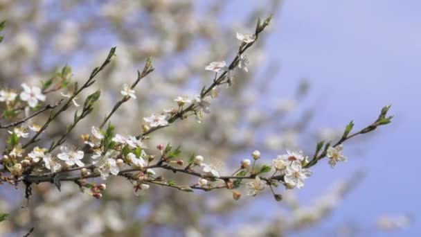 Primavera, Árbol Floreciente — Vídeo de stock