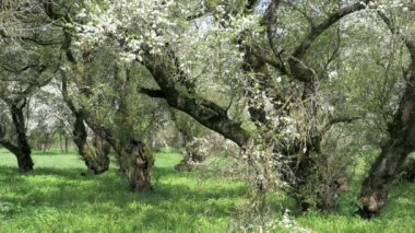 Şu yeni gelişen ağaç, doğa