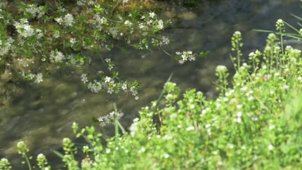 Kvetoucí strom, zelená, tráva, horská řeka — Stock video