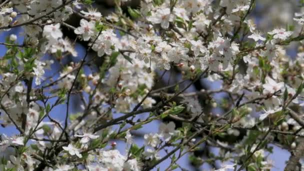 Florecimiento Árboles, Naturaleza, Limpio — Vídeo de stock