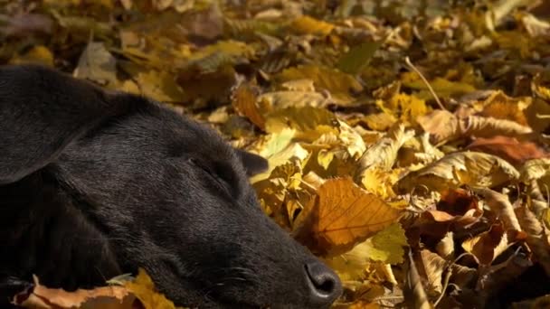 Cão adormecido em folhas amarelas — Vídeo de Stock