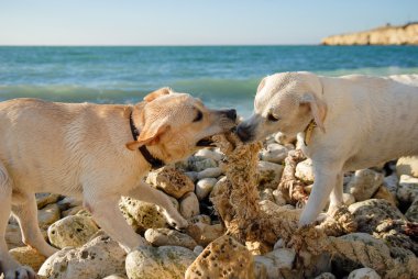 köpek, deniz, okyanus, labrador, doğurmak, kavga, eğitim, oyun, hayvan, rock