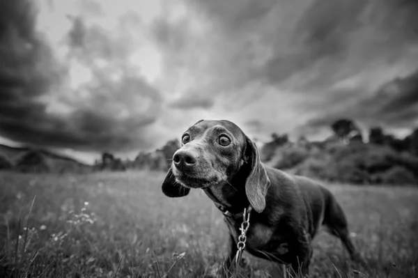 Purebred dog for a walk in the park — Stock Photo, Image