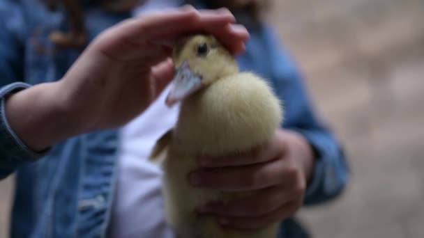 Niña pequeña sosteniendo cuidadosamente pequeño pato amarillo patito en medio rural granja de campo — Vídeos de Stock