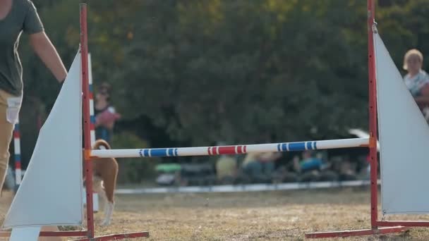 Обучение Владельца Бега Женщин Прыгать Через Барьерную Собаку Время Подвижности — стоковое видео