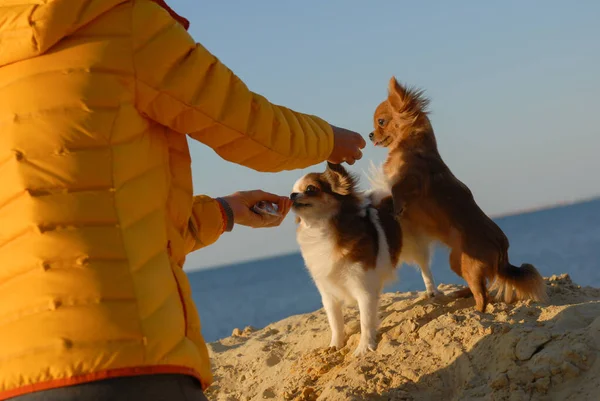 Woman owner in yellow autumn jacket feeding two funny chihuahua little dogs standing on sand beach near blue sea on sunset — Stock Photo, Image