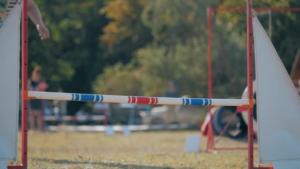 Malý Pes Přeskočí Bariéru Mazlíček Účastní Agility Soutěží Miniaturní Pinscher — Stock video