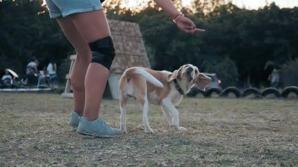 动物训练员 狗的繁殖和健康的生活方式 雌性小猎犬户外 年轻女人训练你的宠物绕着你自己转 — 图库视频影像