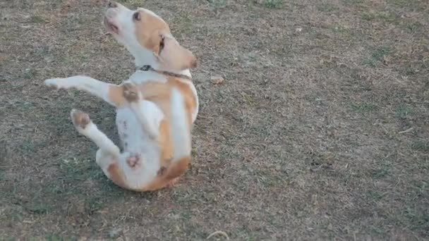 訓練を受けたビーグル犬は所有者の命令に従う 幸せなペットの背に横たわって草の上にオフになります 概念訓練犬と教育犬 — ストック動画