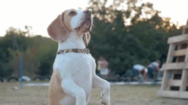 Köpek parkında evcil hayvan eğitimi. Beagle arka ayakları üzerinde duruyor, kameranın önünde poz veriyor..