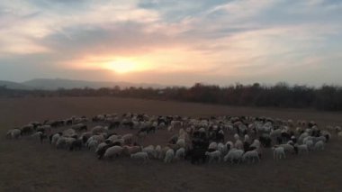 Gün batımında otlayan koyun sürüsü tarlası. Çiftlik hayvanları yetiştirilen evcil hayvanlar otlatılır. Sonbahar mevsimi kırsal çayır manzarası. Yün üretimi kavramı doğal malzeme.