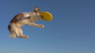 Küçük chihuahua köpeğinin frizbi eğitimi. Zıplayarak sarı diski yakalıyor ve mavi gökyüzü arka planında yavaş çekimde sahibine geri dönüyor.