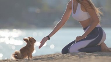 dişi insan ve küçük chihuahua köpeği beşlik çakar yaz kumsalında deniz kenarında boş zaman yaşam tarzı itaat aktivitesi sırasında el pençe