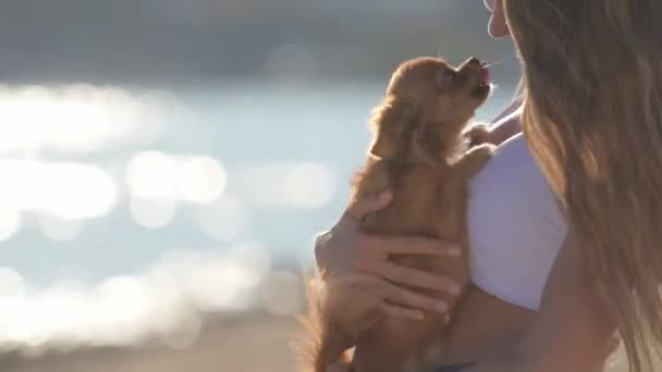 közelkép szeretet és gyengédség az emberi és kisállat állat koncepció fiatal sport női gazdaság és ölelés kis chihuahua kutya a nyári naplemente strand