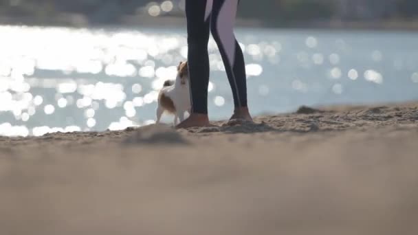 Ung kvinna sport ben med liten chihuahua sällskapsdjur hund gör träning på sommaren sandstrand med blått vatten — Stockvideo