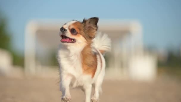 Hermoso pequeño deporte activo chihuahua perro corriendo en la playa de arena verano durante el entrenamiento de ocio actividad saludable — Vídeos de Stock