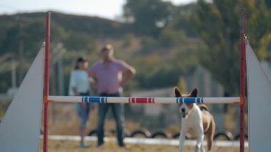 Orta boy köpek yarışmada engelin üzerinden atlar. Shorthair üretimi Basenji engelleri aştı, aktif yaşam tarzı hayvan bakımı ve eğitimi