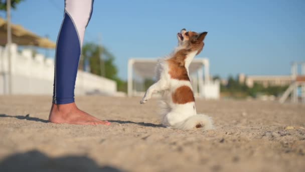 屋外従順犬の訓練は砂のビーチのレギンスで女性の所有者に続く後ろ足の上に立つ — ストック動画