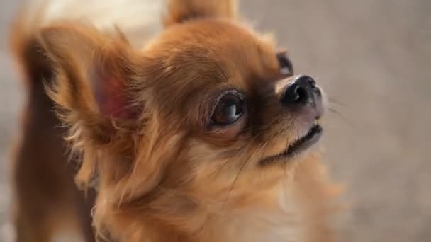 Söt liten chihuahua hund med mörka ögon under utomhus fritid lydnad träning hund aktivitet — Stockvideo