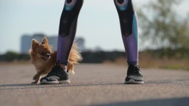 Spor ayakkabılarla kadın bacaklarının arasında koşan küçük bir chihuahua köpeğinin boş zamanlarında dışarıda Gürültü Nesneleri ile yapılan eğitim numaraları sırasında itaat etmesi.