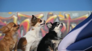 Oturan üç Chihuahua evcil köpeğinin açık hava aktivitesi sırasında kadın sahibinin elleriyle yemek yediği itaat eğitimi.