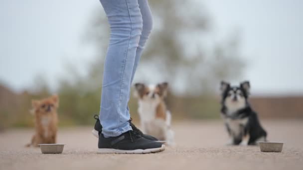 Obedience training of female owner giving food for three little chihuahua pet dogs during outdoor leisure activity — Stock Video
