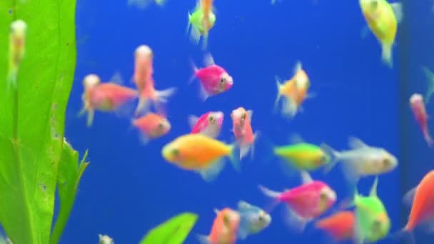 Bunte kleine Fische schwimmen in blauem Aquarium mit Grünalgen — Stockvideo