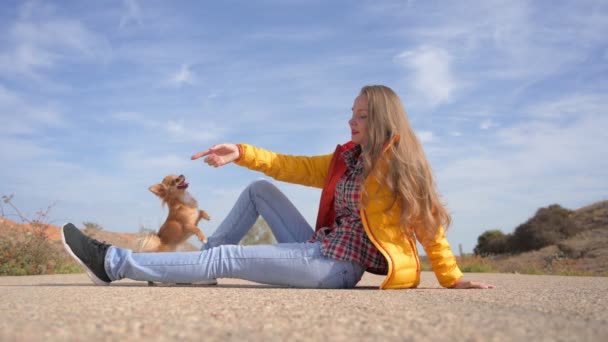 若い美しい女性の所有者トレーニング従順の小さなChihuahua犬ジャンプ彼女の足の上に屋外レジャー活動中 — ストック動画