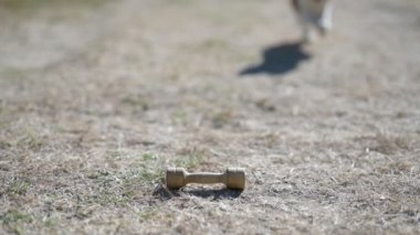 Küçük bir chihuahua köpeği açık hava itaat eğitimi sırasında yerden odun alıp getiriyor.