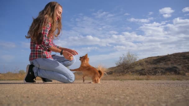 Activa mujer joven feliz en camisa a cuadros y pantalones vaqueros entrenamiento obediencia de su pequeño perro chihuahua lanzar hueso de madera para traerlo de vuelta sobre fondo azul cielo — Vídeo de stock