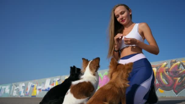 Obedience canine training of beautiful young female in sportswear feeding her three little chihuahua pet dogs sitting on blue sky background during summer leisure activity — Stock Video