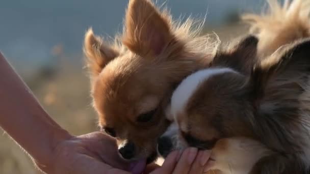 İki küçük chihuahua köpeği açık hava aktivitesi sırasında kadın sahibinin elinden tatlı su içiyorlar. — Stok video