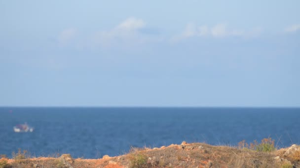 Aktivní štíhlé sportovní dívka ve sportovním oblečení chůze podél mořského břehu s lodí a modrá obloha spolu se třemi malými chihuahua pet psy s kopírovacím prostorem — Stock video