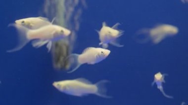 Mavi su akvaryum tankında yüzen bir sürü beyaz balık var.