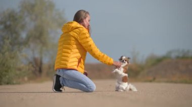Kot pantolon ve sarı ceketli aktif genç kadın itaat. Arka ayakları üzerinde duran küçük chihuahua köpeğini eğitiyor. Baharda ya da sonbahar aktivitelerinde elinde oyuncak tavşan tutuyor.