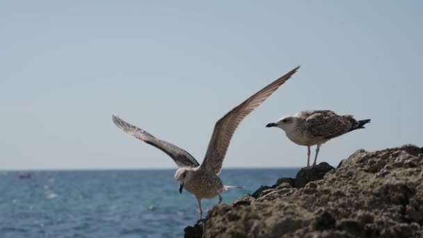 Natureza ambiente duas aves gaivota voando e de pé sobre pedra de rocha em mar aberto com barco à vela no horizonte — Vídeo de Stock