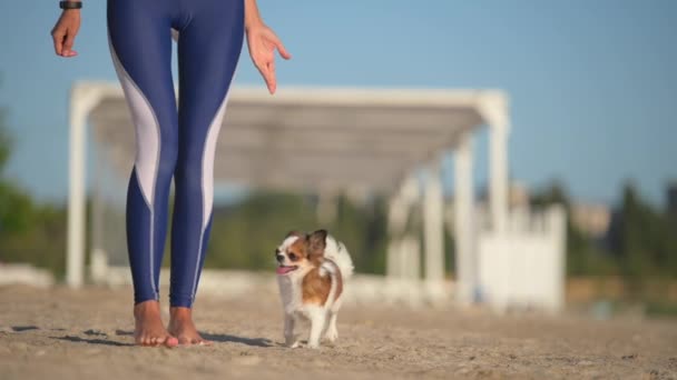 Lydnad chihuahua hund utbildning på sommaren sand strand av unga smal kvinna promenader i leggings — Stockvideo