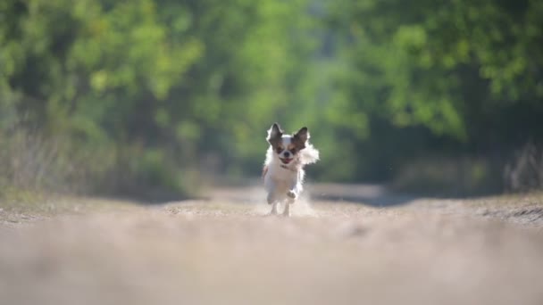 Attivo veloce cane da compagnia chihuahua in esecuzione su pista verde parco alberato con alta velocità con polvere intorno — Video Stock