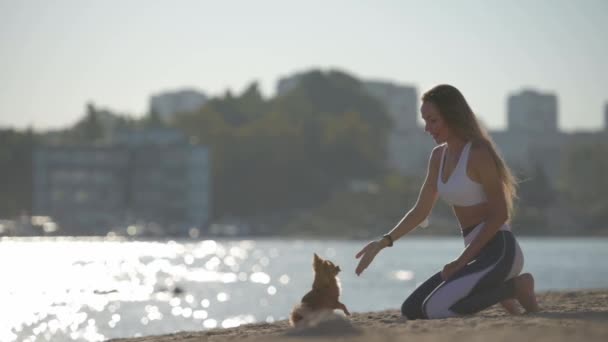 Obediencia canino pedigrí concepto de joven deporte activo mujer jugando con poco chihuahua mascota perro siguiendo órdenes de alta cinco manos a pata en el mar ciudad verano playa durante el entrenamiento ocio actividad — Vídeo de stock