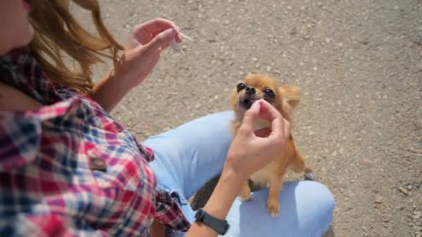 Ekose gömlekli ve kot pantolonlu genç bir kadın dizlerinin üzerinde oturmuş küçük aç chihuahua arkadaşını besliyor açık hava eğlencesi için köpeğini besliyor. — Stok video