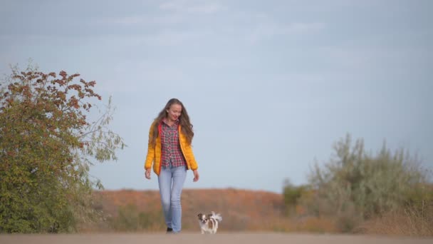Giovane femmina in jeans e giacca gialla che cammina insieme al piccolo cane da compagnia chihuahua sull'asfalto all'aperto per il tempo libero — Video Stock