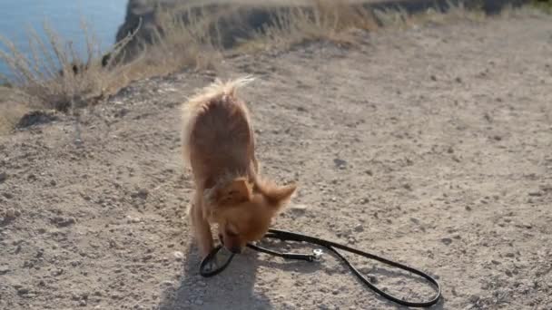 Обучение двух маленьких чихуахуа собак, берущих на себя поводок с земли конкурирующих — стоковое видео