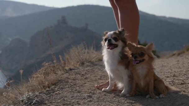 Barefoot legs of young woman owner with two little chihuahua dogs sitting near outdoors leisure holiday summer activity in mountain — Stock Video