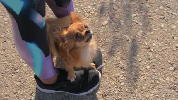 Gehorsam Hundestammbaum-Training des kleinen Chihuahua-Haustiers, der auf den Füßen der Besitzerin sitzt und auf Belohnung wartet, — Stockvideo