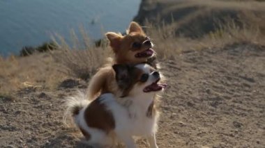 İtaat eğitimi sırasında gün batımında deniz dağı kıyısında sarılan iki komik chihuahua köpeği.